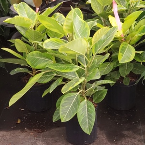 Altissima Golden Gem Ficus Rubber